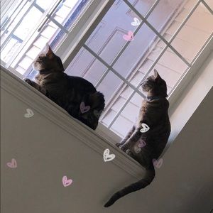 💐Meet The Posh Ambassador 💐